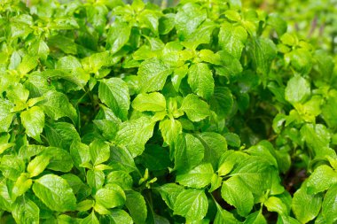 Bahçede fesleğen ağacı var.