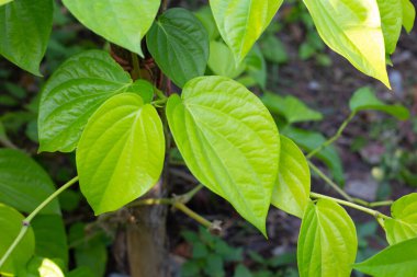 Bahçede yeşil betel yaprakları
