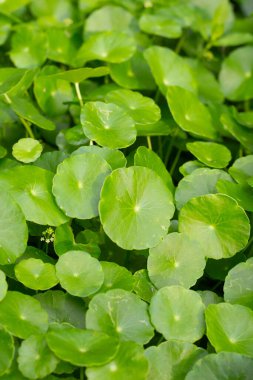 Centella asiatica (gotu kola). Taze yeşil yapraklı bitki arka planı.