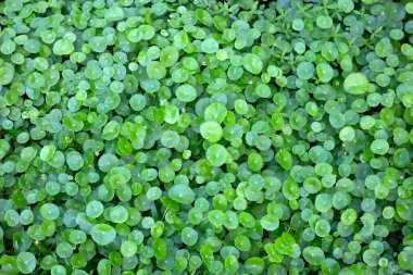 Centella asiatica (gotu kola). Taze yeşil yapraklı bitki arka planı.