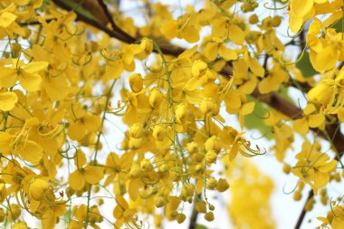 Cassia Fistül çiçek ağaç üzerinde