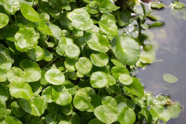 Centella asiatica (gotu kola). Taze yeşil yapraklı bitki arka planı.