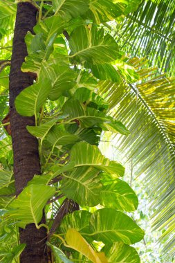 Palmiye ağacında altın tutamlar