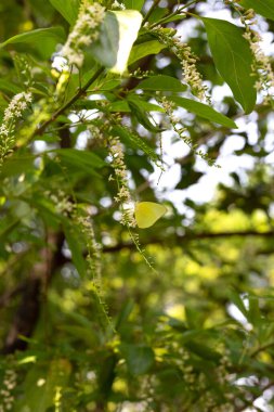 Florida keman ağacı çiçekli kelebek ya da dikenli keman ağacı