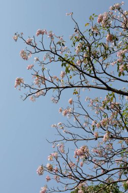 Trompet Ağacı, Pembe Poui, Yeni Dünya Trompeti, Rosy Trompet