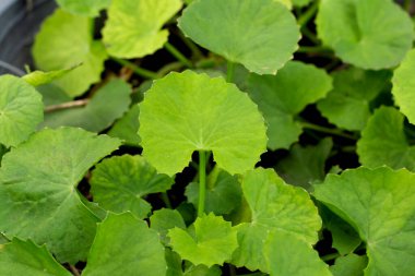 Gotu Kola saksıda yetişiyor.