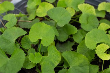 Gotu Kola saksıda yetişiyor.