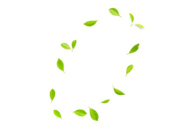 Beyaz arkaplanda taze limon yaprakları.
