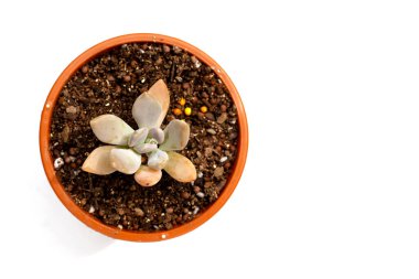 Beyaz arka planda bir saksıda sulu bitki.