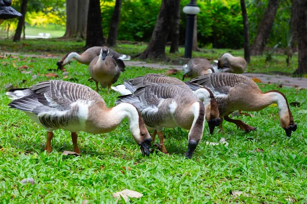公园的绿草上有成群的鹅 — 图库照片