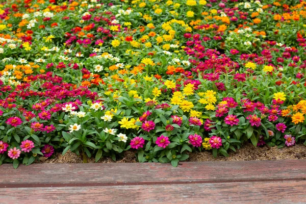 Zinnia Flower Garden — Stock Photo, Image