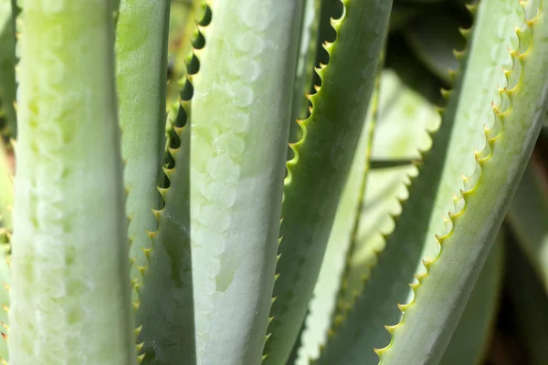 Aloe Vera Plante Feuilles Vertes Fraîches — Photo