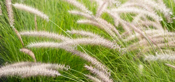 Fountain Grass Pennisetum Alopecuroides — Stock fotografie