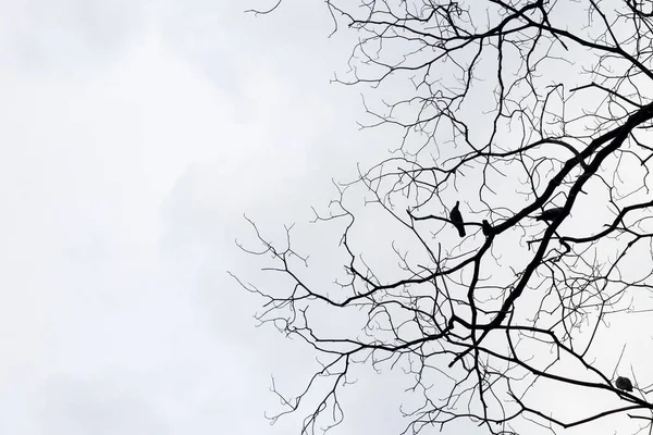 Dry tree branch silhouette with birds