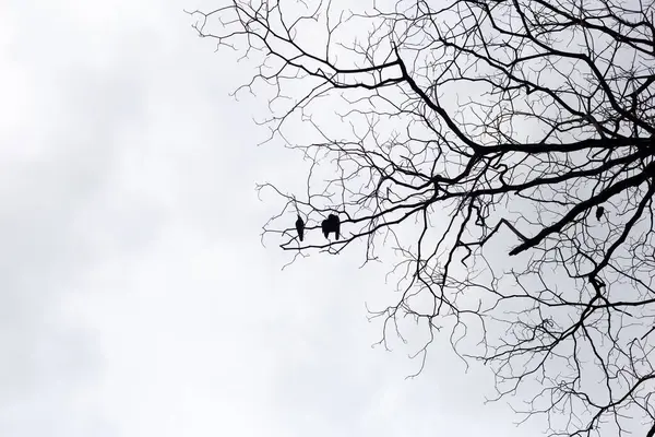 Силуэт Сухих Ветвей Деревьев Птицами — стоковое фото