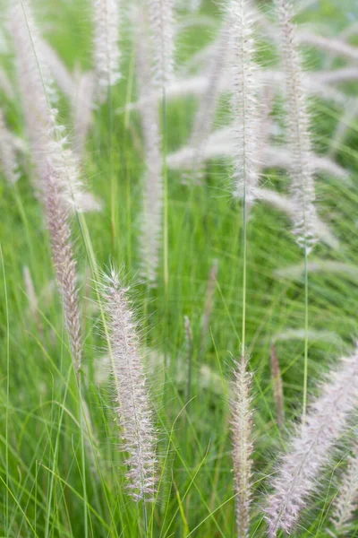 Fountain Grass Pennisetum Alopecuroides — Φωτογραφία Αρχείου