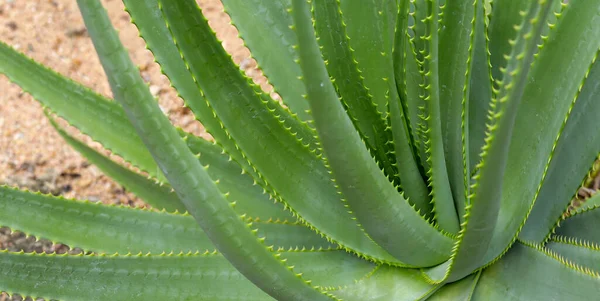 Aloe Vera Plant Fresh Green Leaves — Stock Photo, Image