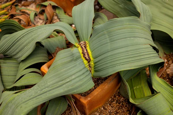 냄비에 Welwitschia 미란다 — 스톡 사진