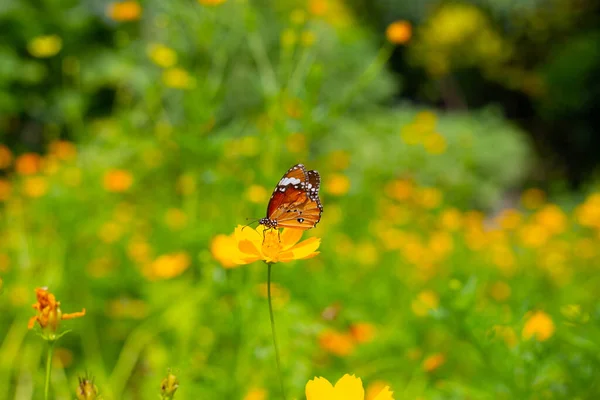 Papillon Avec Cosmos Soufre Orange Fleur Cosmos Jaune — Photo