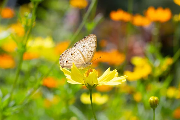 带橙色硫磺或黄色宇宙花朵的蝴蝶 — 图库照片