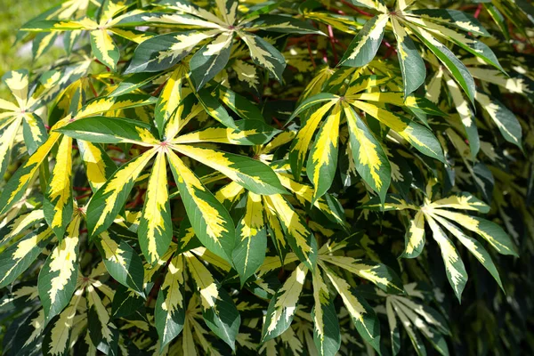 Planta Yuca Manihot Esculenta Hojas Verdes Amarillas — Foto de Stock