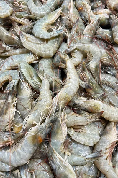 Buzda taze deniz gömleği. Deniz ürünleri pazarı