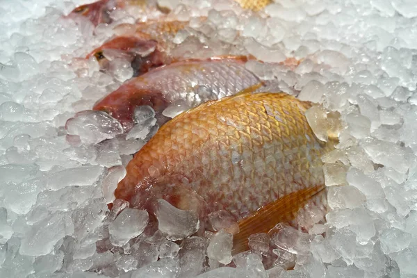 Frischer Fisch Auf Eis Markt — Stockfoto