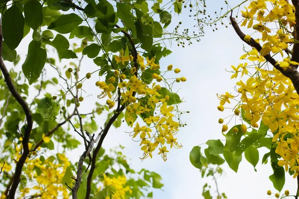 ツリーのカッシア瘻花 — ストック写真
