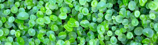 Centella Fallatica Gotu Kola Свежие Зеленые Листья Травы Фон — стоковое фото