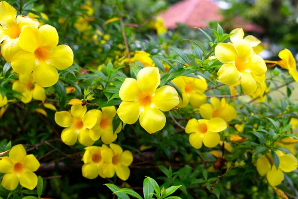 Żółty Kwiat Złotej Trąbki Winorośli — Zdjęcie stockowe