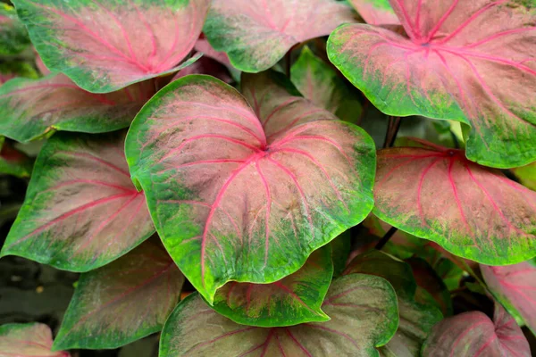 Caladium Bitkileri Güzel Renkli Yapraklar — Stok fotoğraf