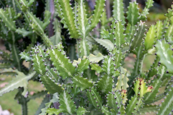 Euphorbia Lactea Växt Trädgården — Stockfoto