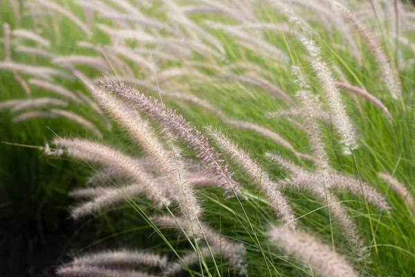 Fountain Grass Pennisetum Alopecuroides — 스톡 사진