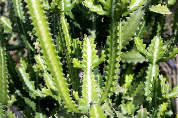 Euphorbia Lactea Φυτό Στον Κήπο — Φωτογραφία Αρχείου