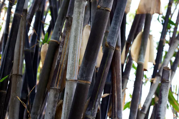 Black bamboo plant in the garden