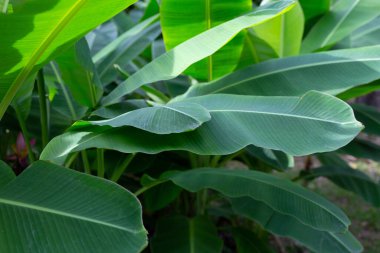 Bahçedeki muz ağacı