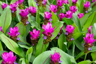 Curcuma sessilis bagaj bitkisinin pembe çiçeği