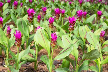 Curcuma sessilis bagaj bitkisinin pembe çiçeği