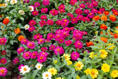 Bahçedeki zinnia çiçeği