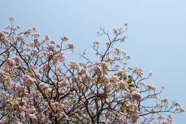 Trompet Ağacı, Pembe Poui, Yeni Dünya Trompeti, Rosy Trompet