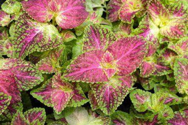 Bahçeye boyalı ısırgan otu.