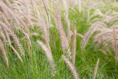 Çeşme otu veya pennisetum alopecuroides