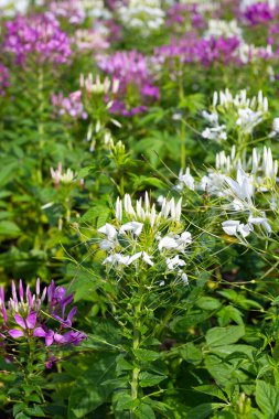 Parktaki Cleome Spinosa çiçeği