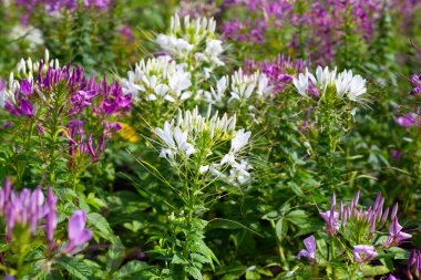 Parktaki Cleome Spinosa çiçeği