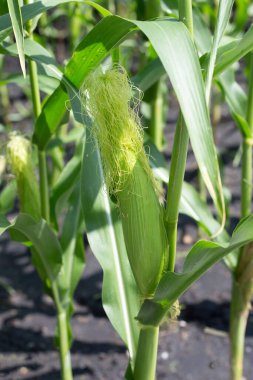 Ağaçtaki bebek mısır meyvesi. Mısır tarlası