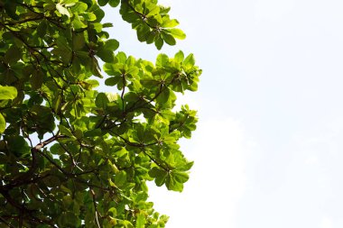 Mavi gökyüzü olan ağaç dalları