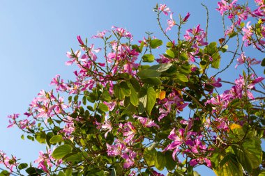 Bauhinia purpurea tree with pink flower