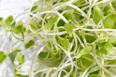 Beyaz arka plan ayçiçeği Filiz.