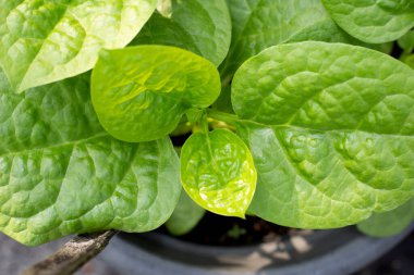 Seylan ıspanağı veya basella yakut linn