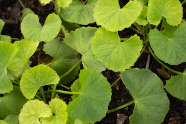 Gotu Kola saksıda yetişiyor.